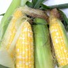 とうもろこし